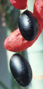 ardillo fruit2