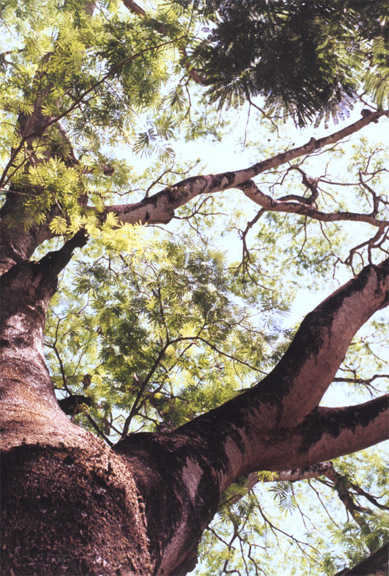 Enterolobium cyclocarpum – Trees of Costa Rica's Pacific Slope