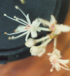 guap neg flower copy