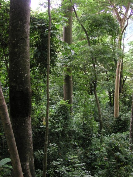 Species Accounts (Scientific Name) – Trees of Costa Rica's Pacific Slope