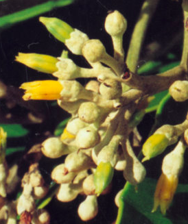 Screen Shot 2018-07-21 at 5.26.22 PM