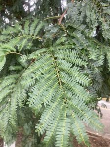 Cocioba Rares Cojoba arborea – Trees of Costa Rica's Pacific Slope